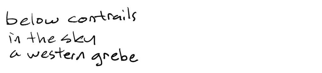 below contrails/in the sky/a western grebe