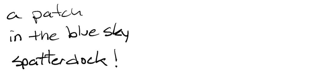 a patch/in the blue sky/spatterdock!