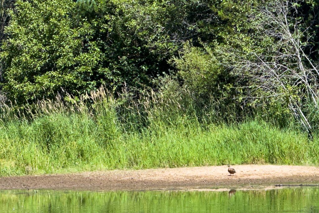 Color photograph looking toward the shore. On a short, thin stretch of beach surrounded by green grasses and trees, a duck stands looking out at the water.