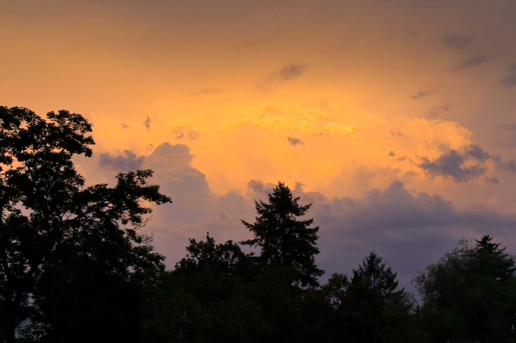 Color photograph of a silhouette of trees below, dark clouds, their tops golden lit up by the setting sun.