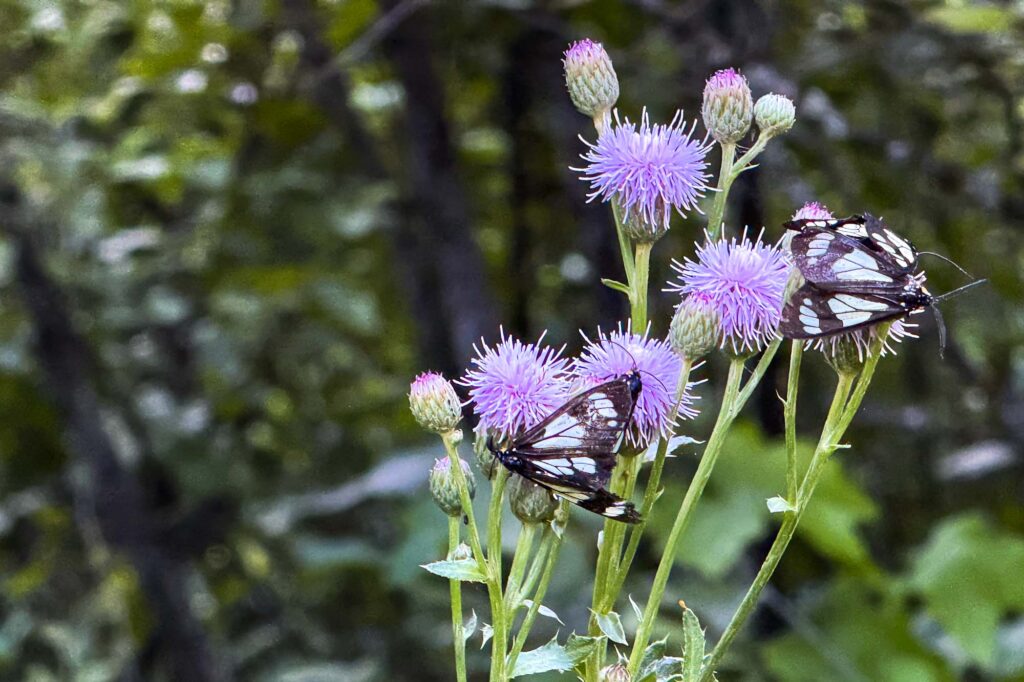 Color photograph of Gnophaela vermiculite moths sleeping on a thistle in the early morning hours.