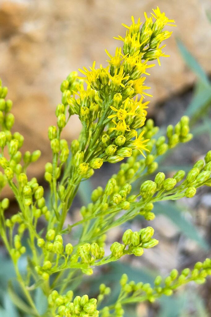 Micro color photograph of a Missouri goldenrod beginning to bloom.