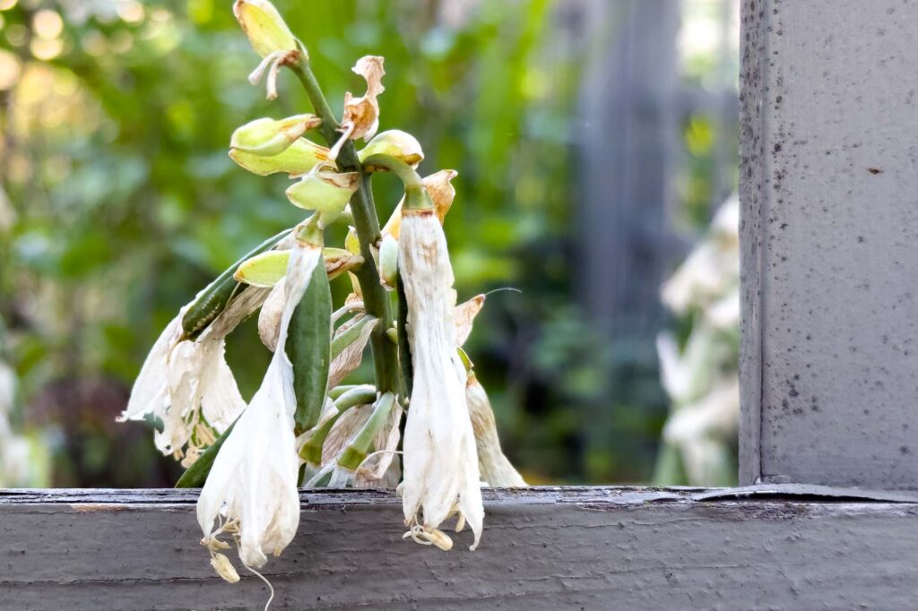 Color photograph of a withering hosta bloom next to a gray fence post leaning over the fence rail.