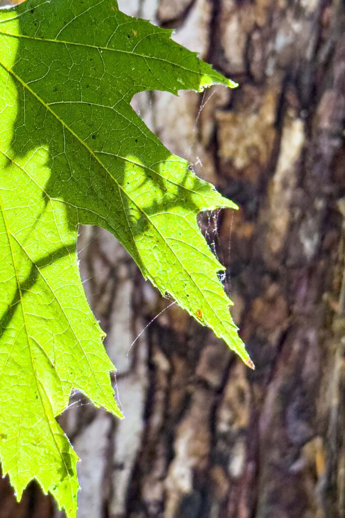 Close up color photograph of a maple leaf in the sunlight. On it, is the shadow of another leaf where three are course veins and the aging of summer. On the tips of the leaf are cobwebs and out of focus, in the background, the bark of the trunk.