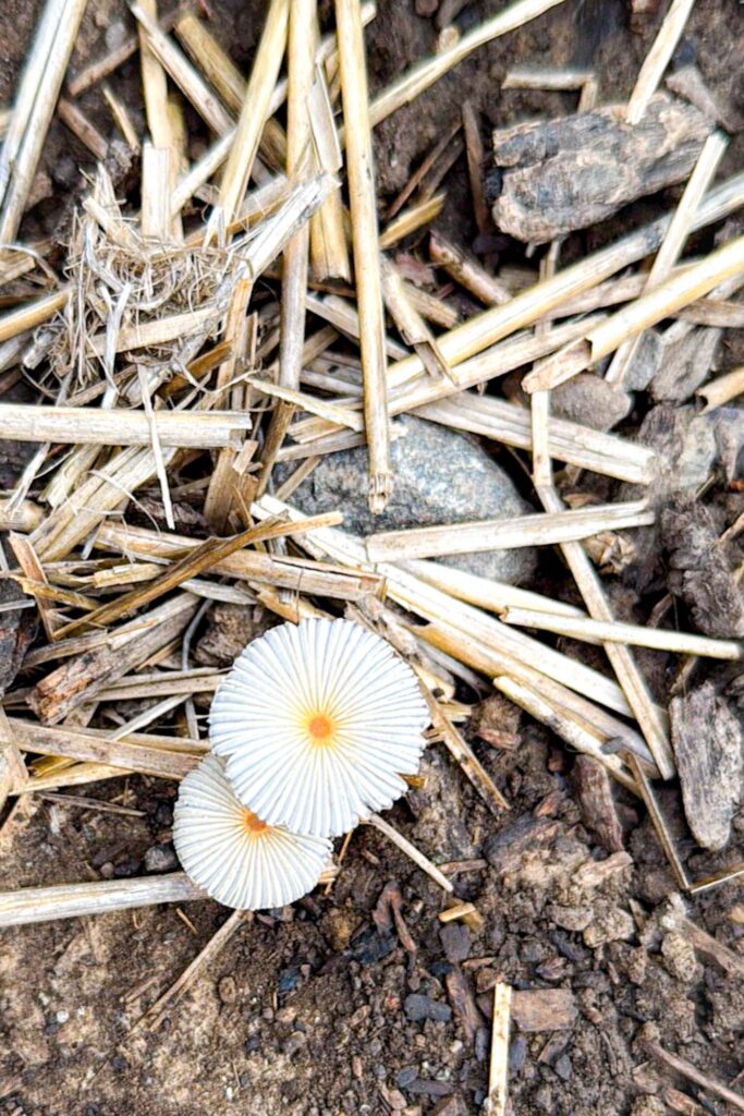 Close-up color photograph of two coprinaceae at the edge of weathered straw spread over soil, rocks, and bark.