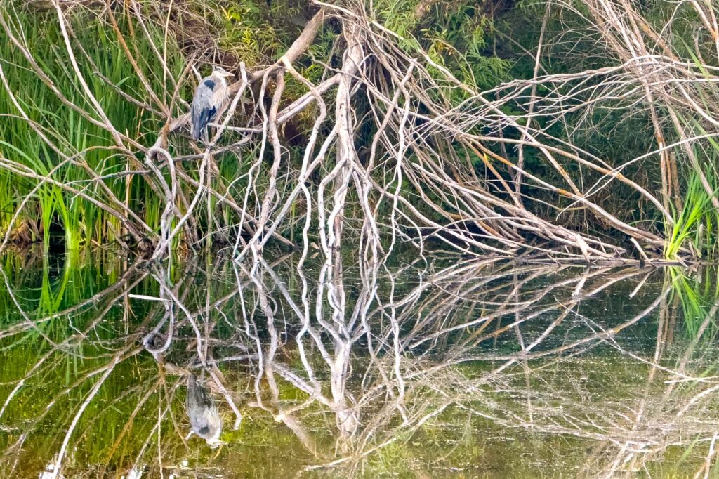 Color photograph of a great blue heron standing on branches exposed by the low level of the pond. The scene is reflected on the stagnant surface of the pond.