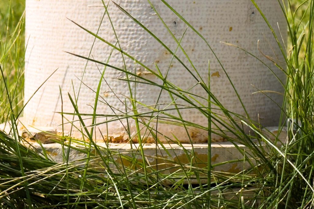 Color photograph of the base of a fire hydrant surrounded by grasses half in the morning sun.