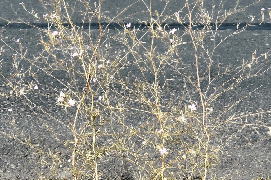 Color photograph of autumn willowweed in bloom on the edge of the sidewalk with pavement in the background, it’s stems and leaves bare and dry.