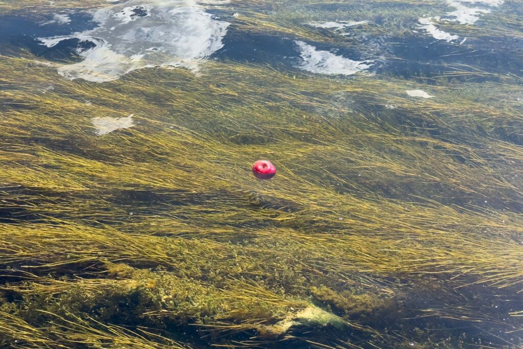 An apple floating on clear water of a creek above vegetation, with some reflections of clouds.