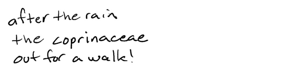 after the rain/the coprinaceae/out for a walk!