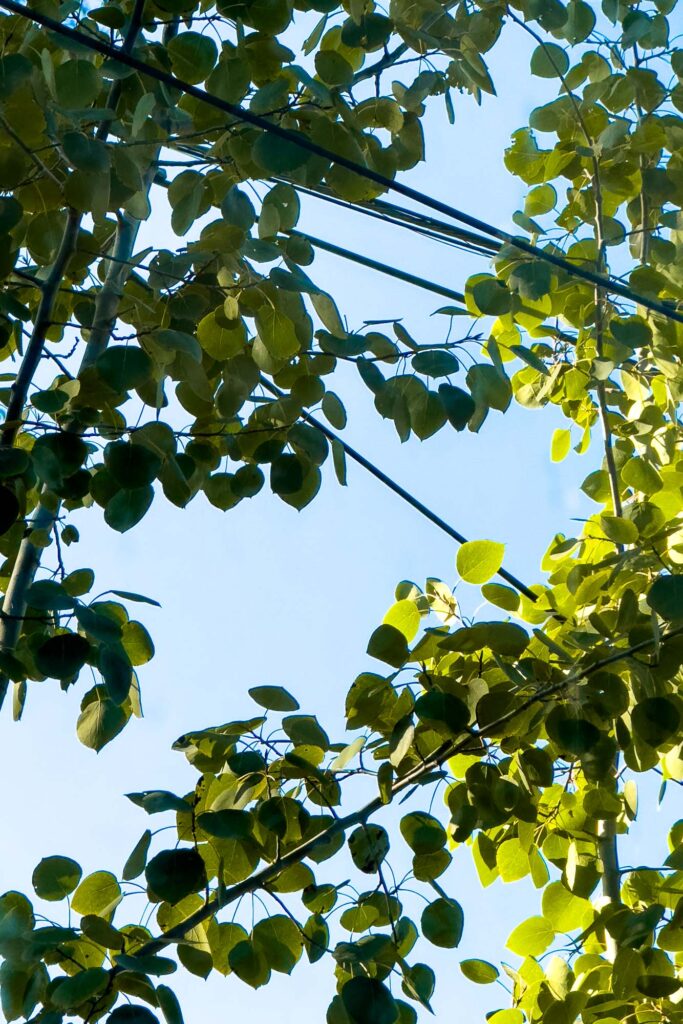 Closeup color photograph of Aspen leaves, some in the shade some in the sunlight growing through powerlines under a clear blue sky.
