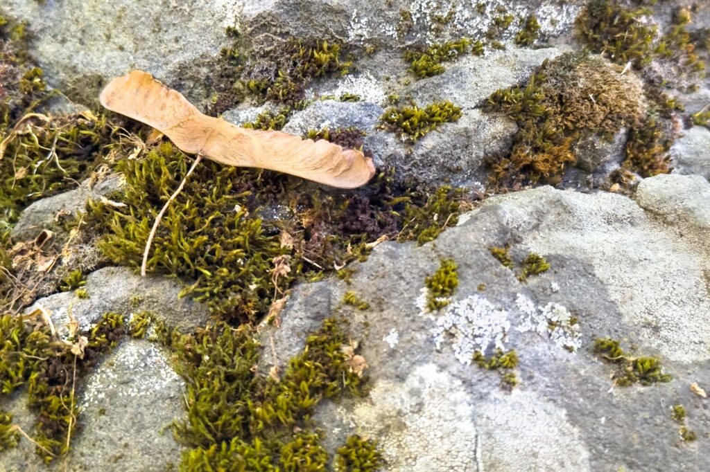 Close up color photograph of a rock with a Maple seed sitting on a patch of moss surrounded by more patches of moss and patches lichen.