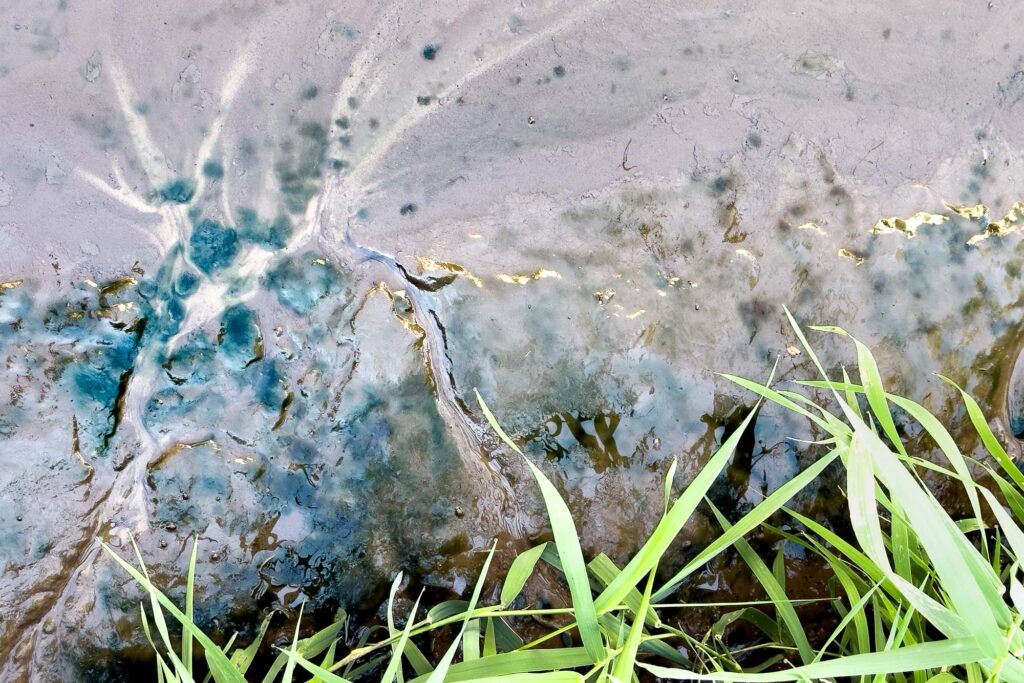 Color photograph of spring water flowing from under grasses onto a path making patterns of mud and silt and dotted with small pools of blue.