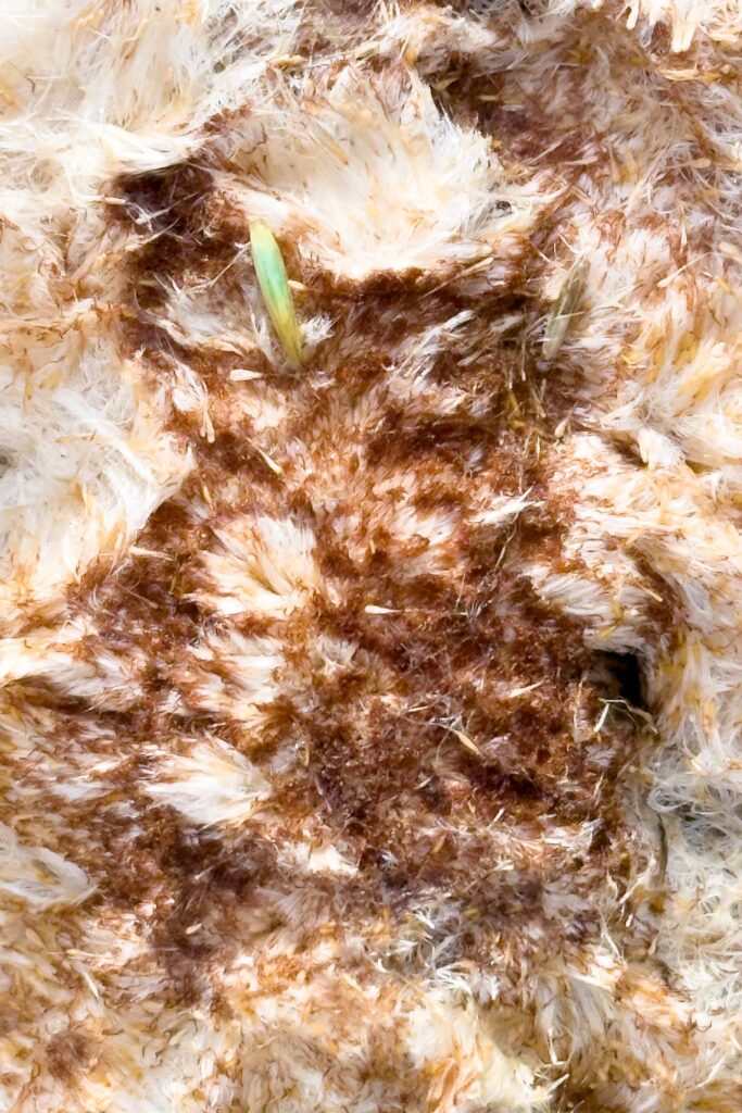 Color photograph of a cattail flattened on the ground brown and white, fluff, and seeds with one small green blade of grass poking through.