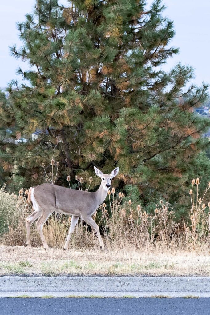 Color photograph of a deer in the mornings on the side of a road, pausing and looking up towards the viewer with a pine tree behind it, in the distance, houses and cars.