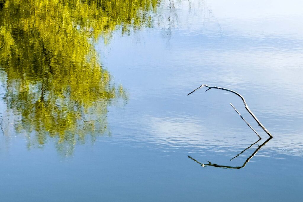 A color photograph of two bare branches in the lower right poking out of the lightly rippling water. The water reflecting clouds and blue sky and autumn leaves.