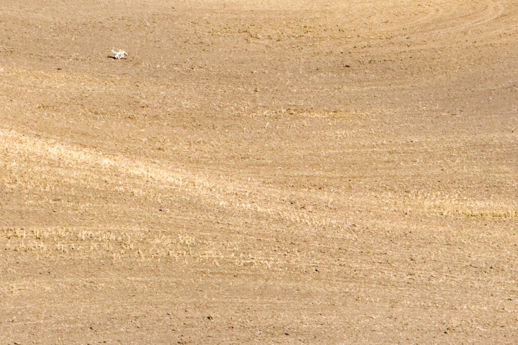 Color photograph of a coyote running across a recently plowed field os winter wheat.