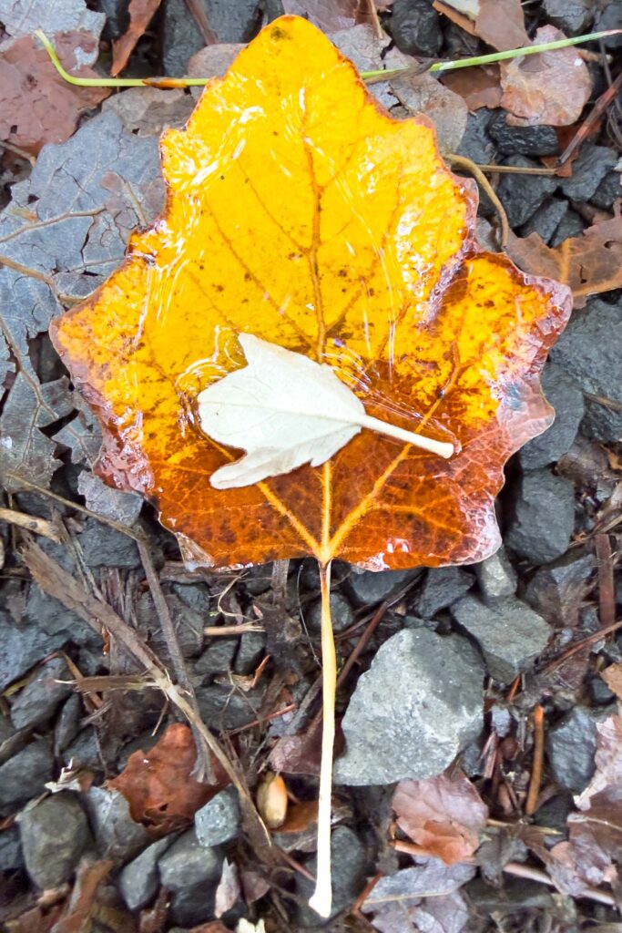 A color photograph of a gold and brown autumn leaf on gravel path filled with water and another smaller white leaf