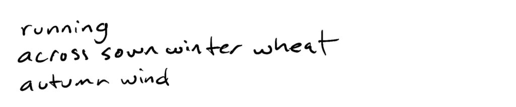 running/across sown winter wheat/autumn wind