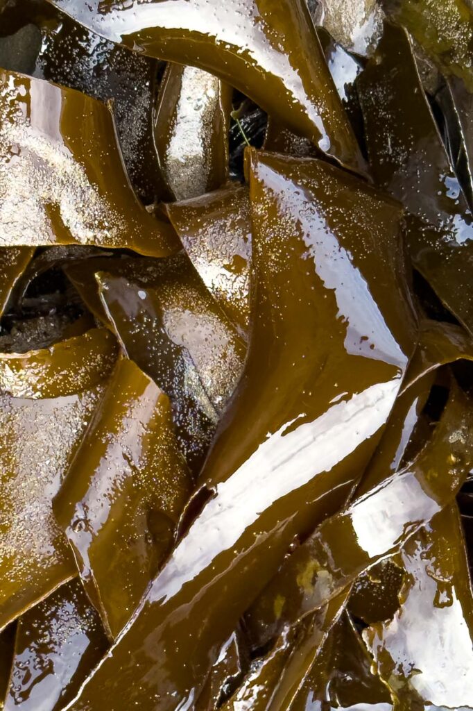 Color photograph of seaweed woven at low tide in an empty tide pool.