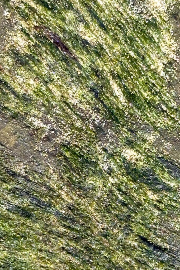 Color photograph of seaweed on rock covered in wind blown sand at low tide.