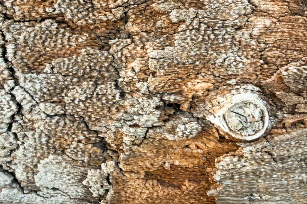 Close up color photograph of a large tree trunk weathered on the beach.