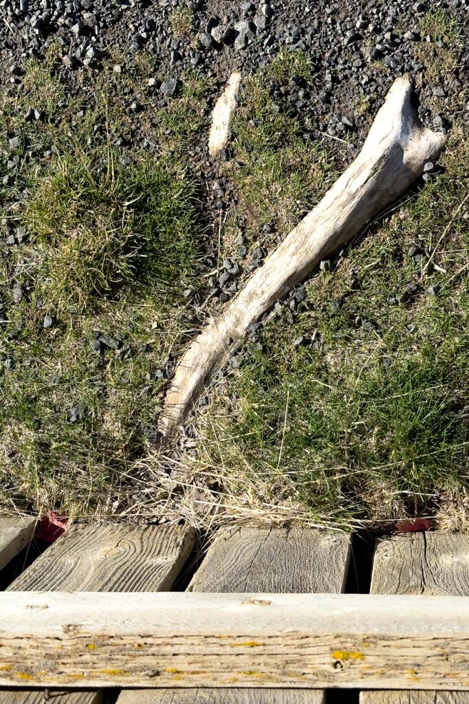 The tops of tree roots out of the ground on the edge of a gravel path next to a wooden fence.