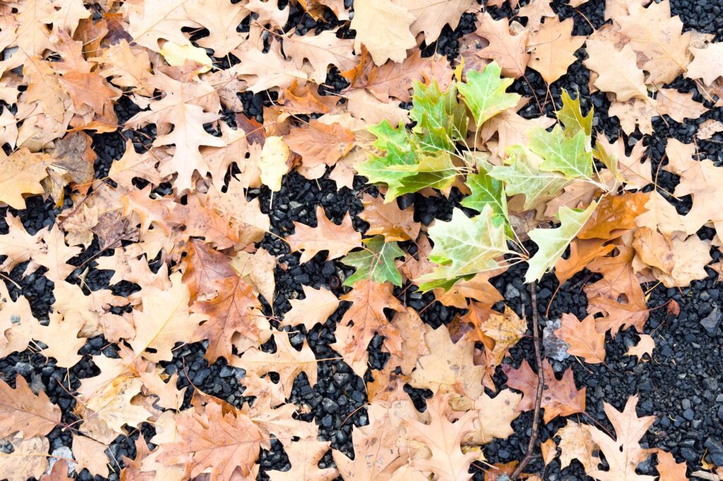 Color photograph fallen oak tree leaves in autumn on a gravel path. A branch of green leaves lays on top, all leaves have the appearance of being blown across the photo from right to left.