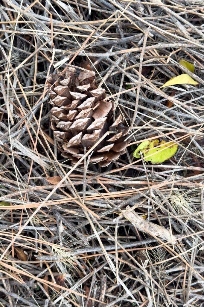 Color photograph of a pine cone in a pile of pine needles with a few fall leaves, twigs, and branches.