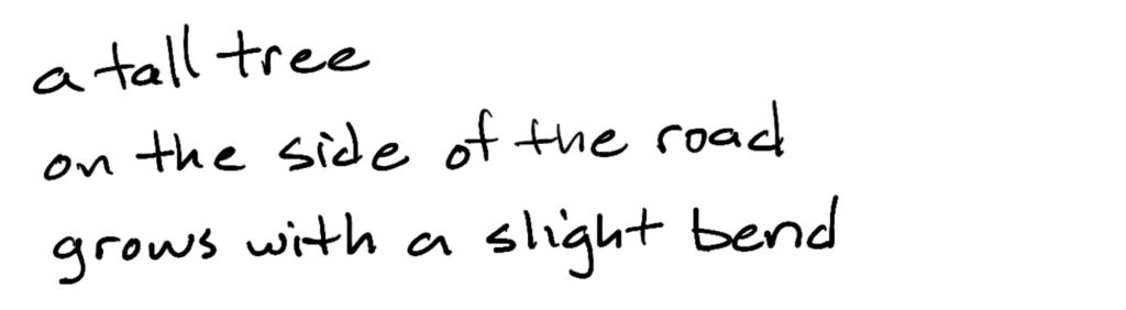 a tall tree/on the side of the road/grows with a slight bend