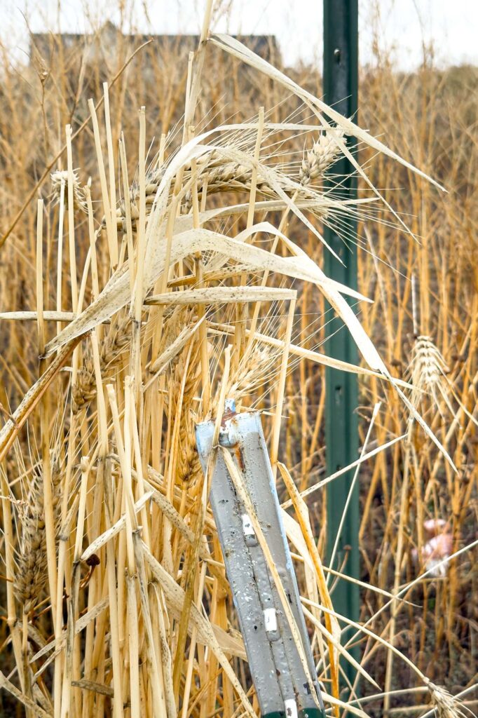 Color photograph of wheat growing next to two metal property line posts in late autumn with the roof of a house in the distance