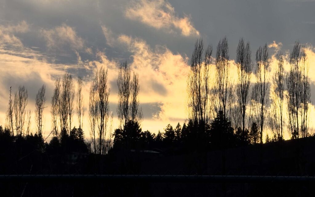 Color photograph of dramatic clouds at sunset behind in silhouette, tall leafless trees on a hill.