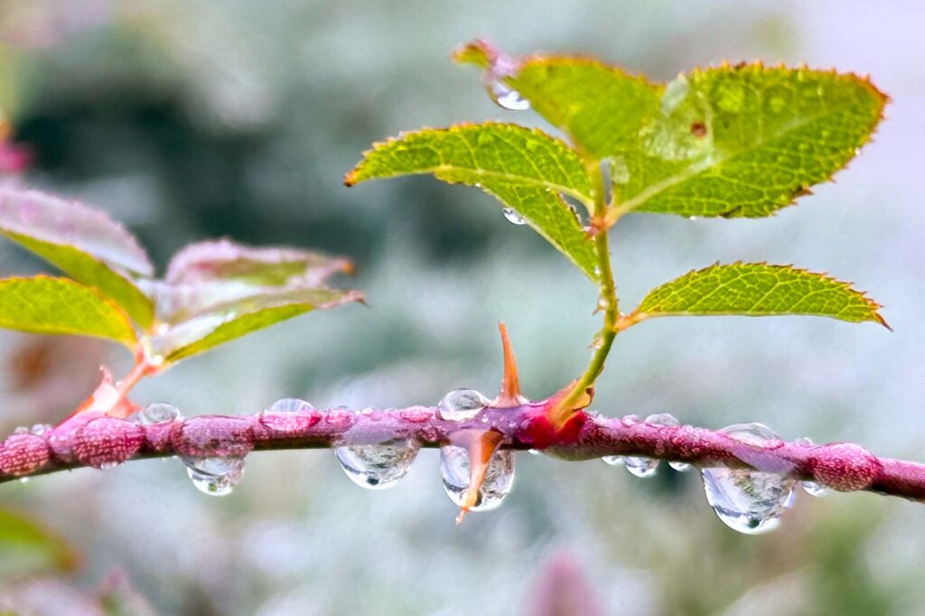 Color close-up photograph of the branch of a rose, covered in water drops from a morning mist, one drop surrounds a thorn, others magnify the details of the red branch. A sprout with five green leaves grows up from the branch.