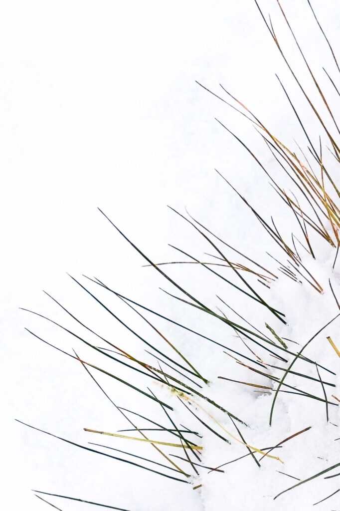 Color photograph of green orange and yellow ornamental grasses poking out of a layer of fresh snow