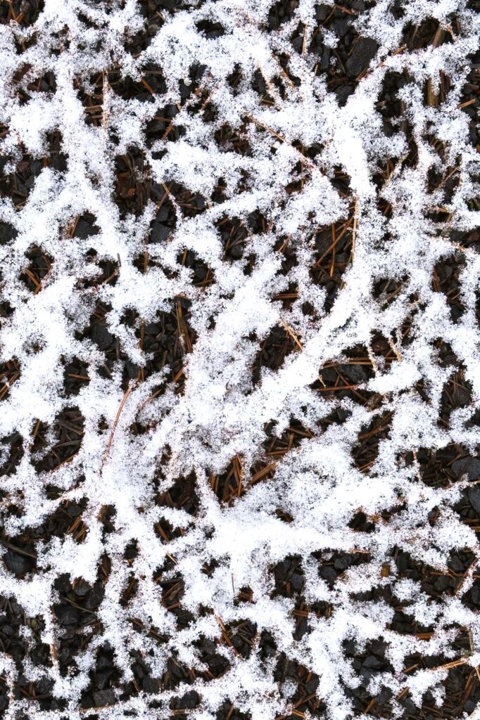 Color photograph of snow on Pineneedles lying on a gravel path.