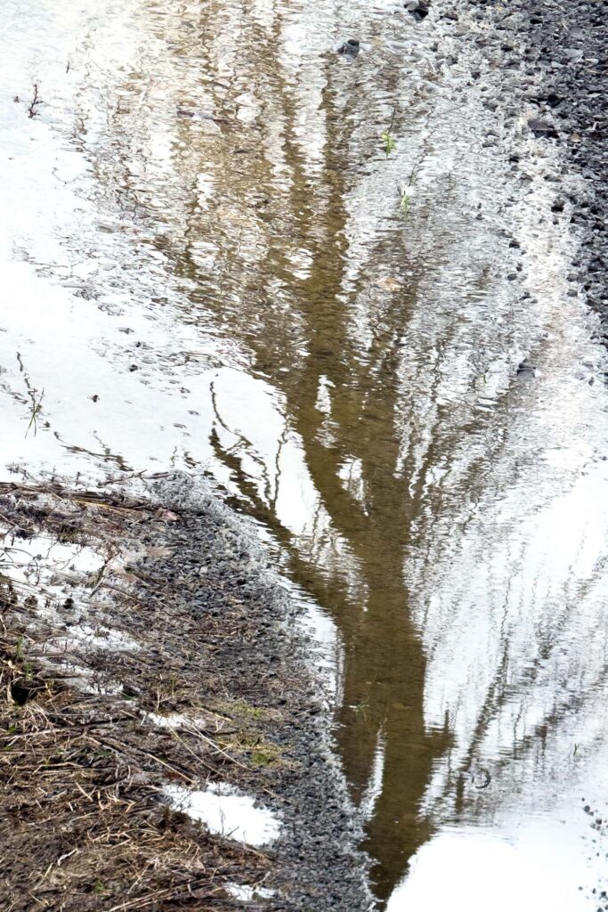 Color photograph of a tree on the side of a gravel road, reflected in water rippled by the wind. Stones can be seen below the surface in the reflection of the tree.