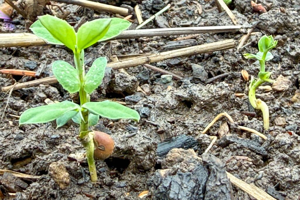 Color photograph of winter peas sprouting in rain soaked soil.