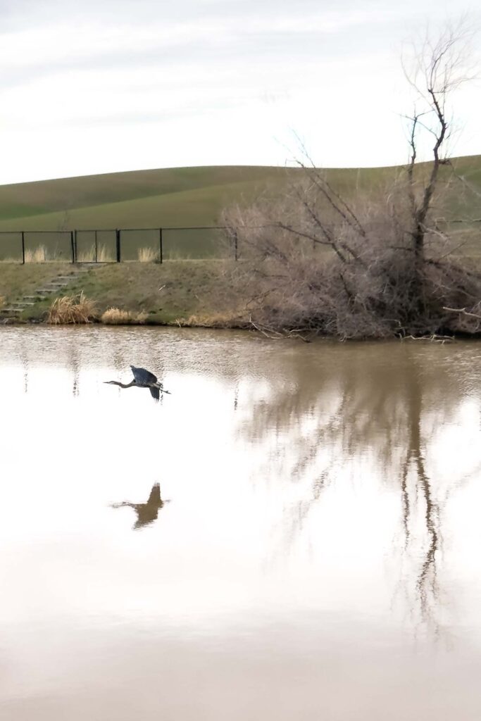 Color photograph of a great blue heron flying above its reflection in pond. A fence run along the shore and disappears behind a leafless tree. In the background are bare Palouse hills.