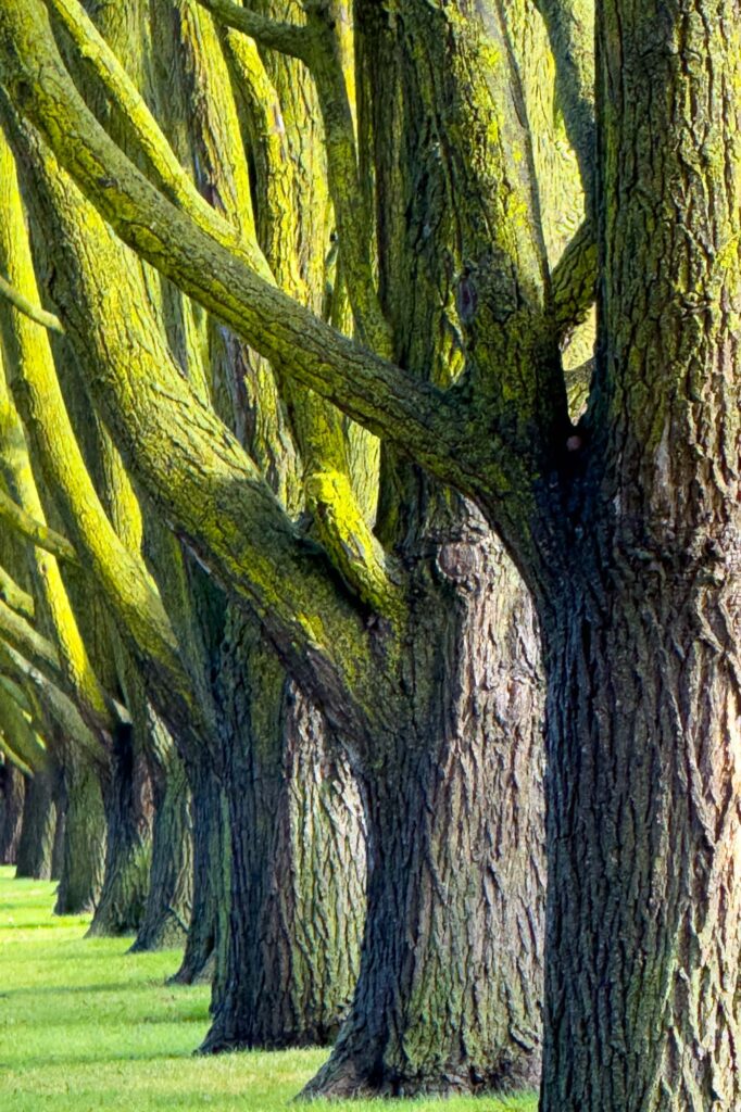 Color photograph of sunlight shining trees in a row in a grassy stretch along the side of the road, the branches above the tree trunks covered in green moss.