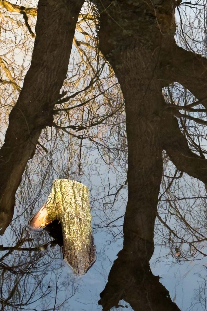 Color photograph of a small tree trunk or branch, sawed off, sticking out above the water with reflections of larger, tall trees, branches, and sky, all around it