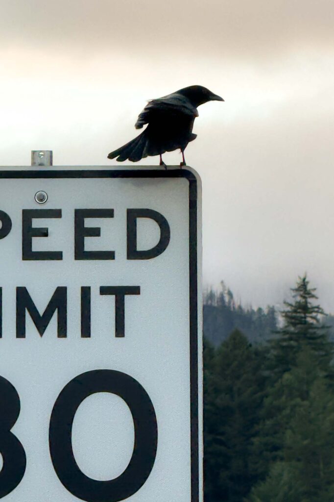 Color photograph of a crow on the top of a speed limit sign under a foggy, overcast, sky in the with pine trees and mountains in the background