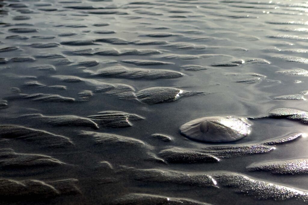 Color photograph of sand ripples in water and a sand dollar in backlit by the low winter sun.