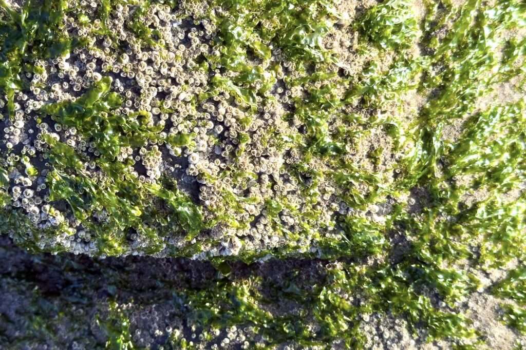 Color photograph of barnacles and sea algae clinging together to a rock at low tide in the afternoon sun.