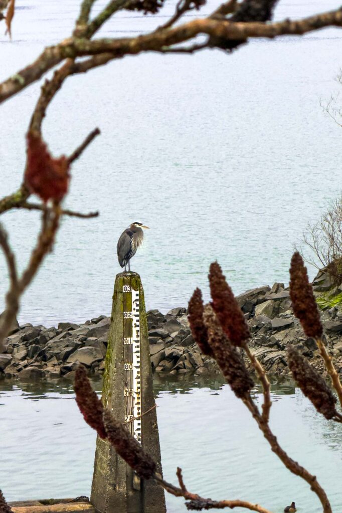Color photograph of a blue heron on top of a post with a staff gauge, the river in the background  with a rocky island, in the foreground has staghorn sumac with winter blooms