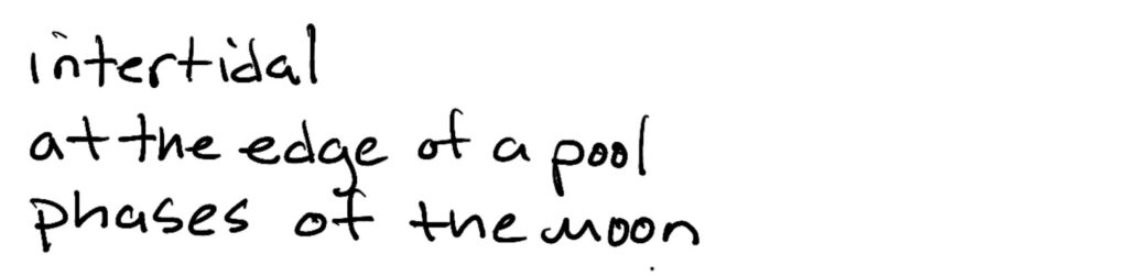 intertidal/at the edge of the pool/phases of noon