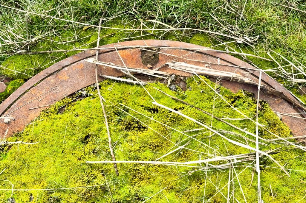 Color photograph of green Moss filling in the middle if it looks like a manhole cover on the side of the road near our water treatment plant, there are bits and pieces of their dry grasses and green grass