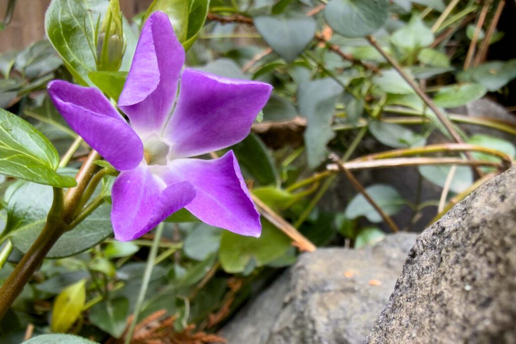 A purple bloom on a greater periwinkle in the middle of winter next to stone, shot with lo depth of field.