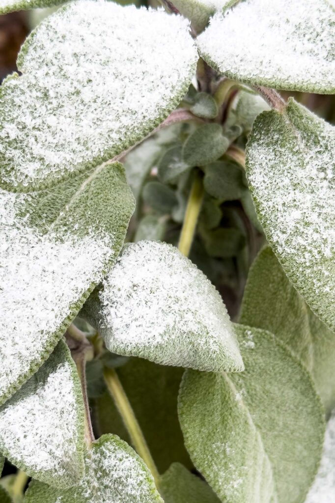 Color close-up photograph of green sage in the winter, its leaves covered and bits of icy, frozen fog. In the middle a peek into the outer leaves revealed smaller leaves and a stem.