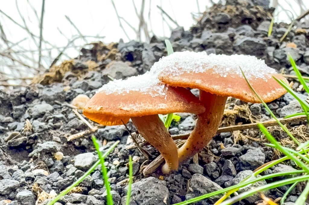 Color photograph of two mushrooms at the edge of a gravel road on a hill covered in small pieces of icy frozen fog.