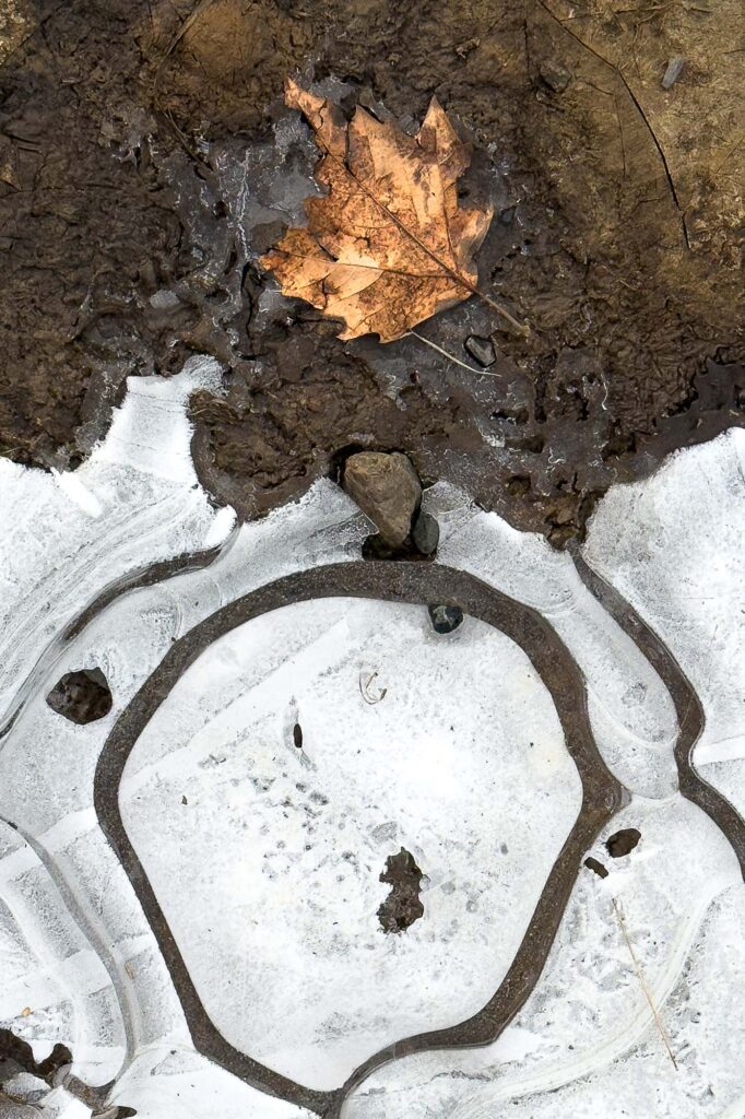 An autumn leaf in a frozen mud puddle partially cover in ice, the ice shows round ripples from layered freezing.